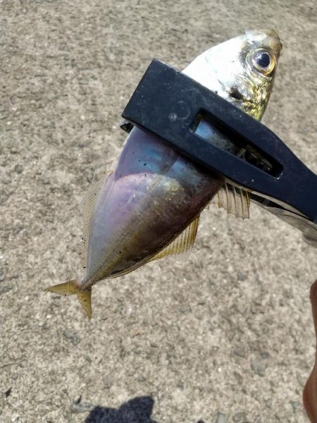 ファミリーサビキ