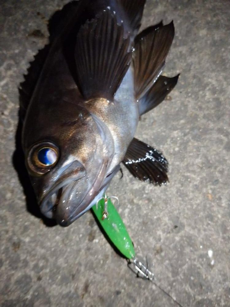 makopenでメバリング