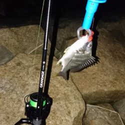 活性は高かった。 チビレ