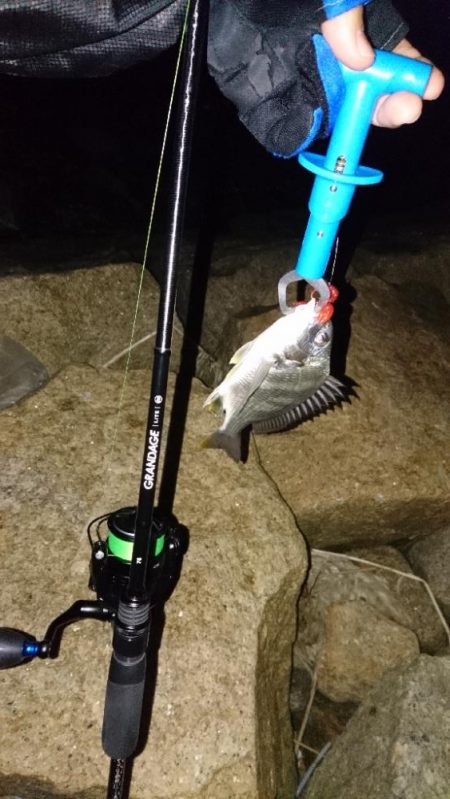 活性は高かった。 チビレ