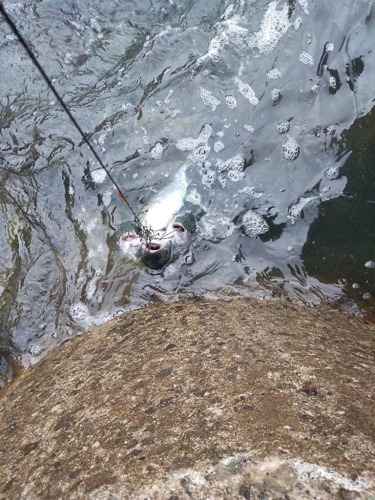 ショアプラッキング