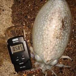 コウイカエギング