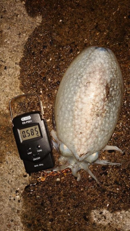 コウイカエギング