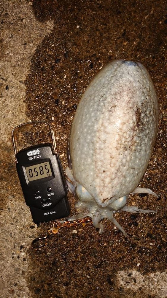 コウイカエギング