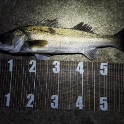 まだまだバチ抜け!?