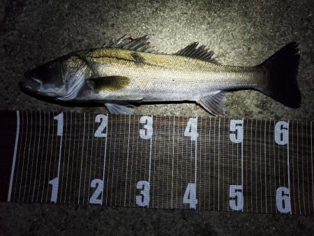 まだまだバチ抜け!?