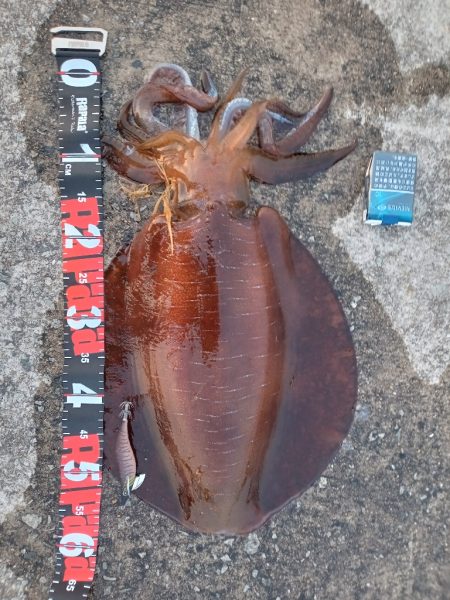 アオリイカ！自己記録更新！