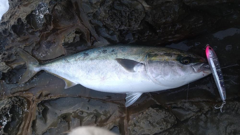 越前海岸の青物
