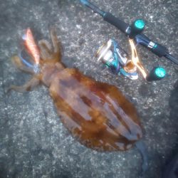 朝マヅメのワンチャン