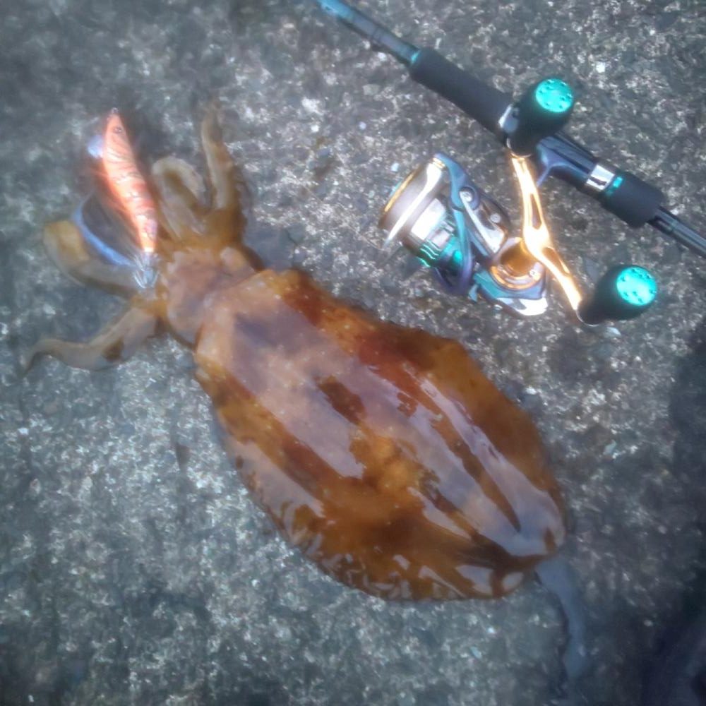 朝マヅメのワンチャン