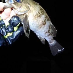 フロートゲーム