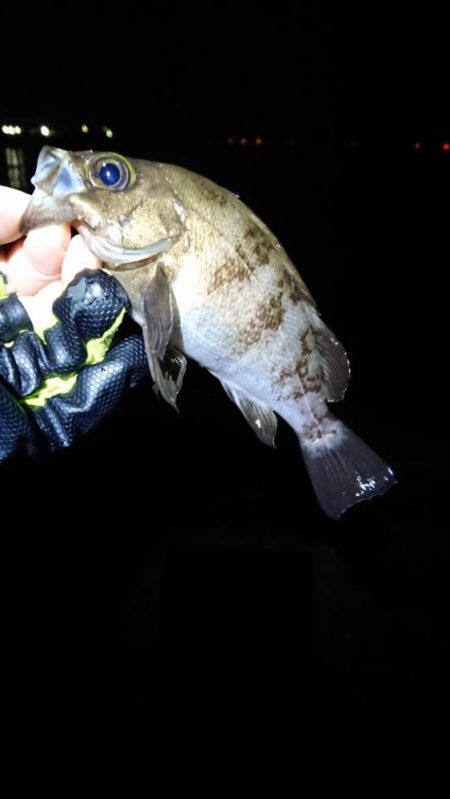 フロートゲーム