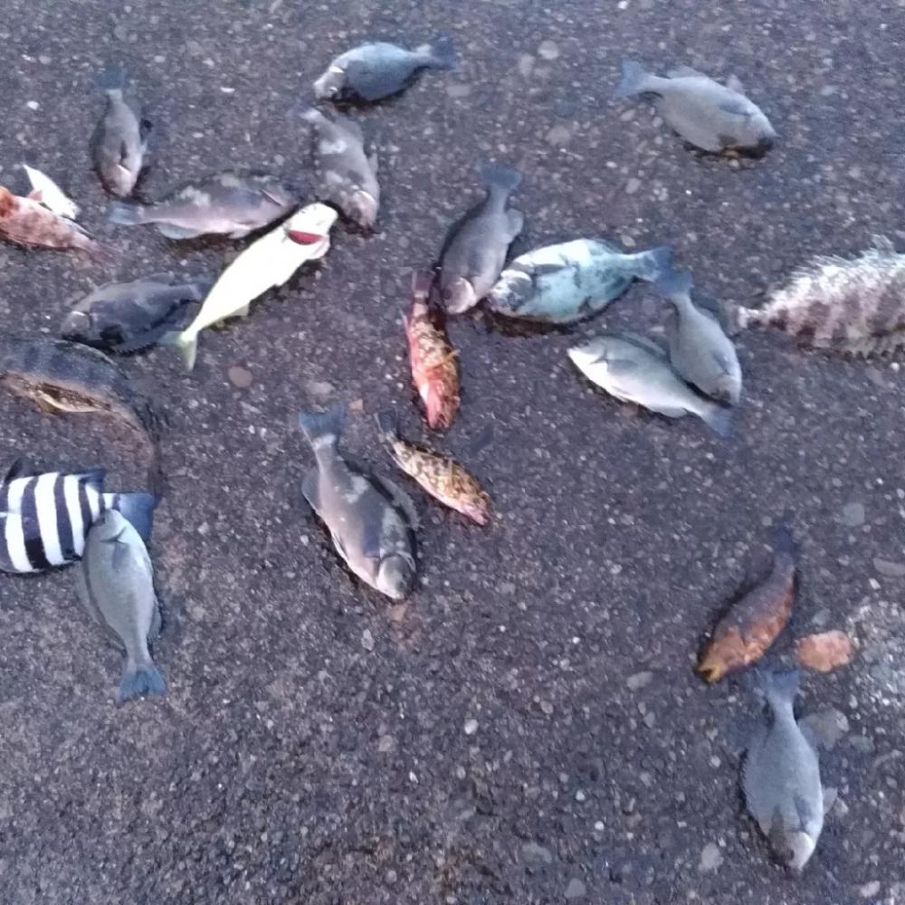 5/1釣果　土砂降り中紀