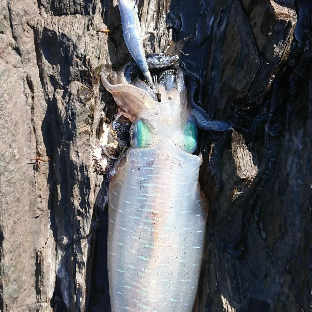 対馬エギング釣果……46