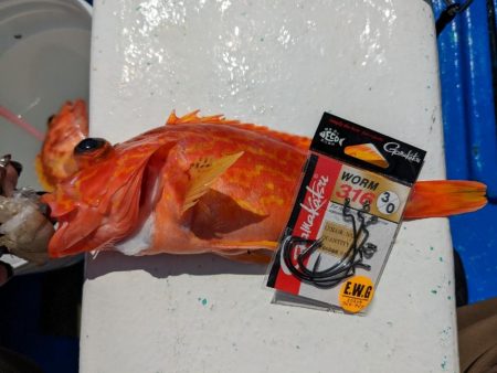 安定のカサゴです