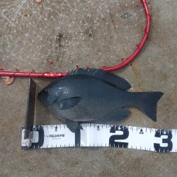 ワクチン接種3日目の釣り