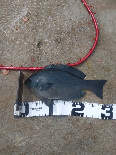 ワクチン接種3日目の釣り