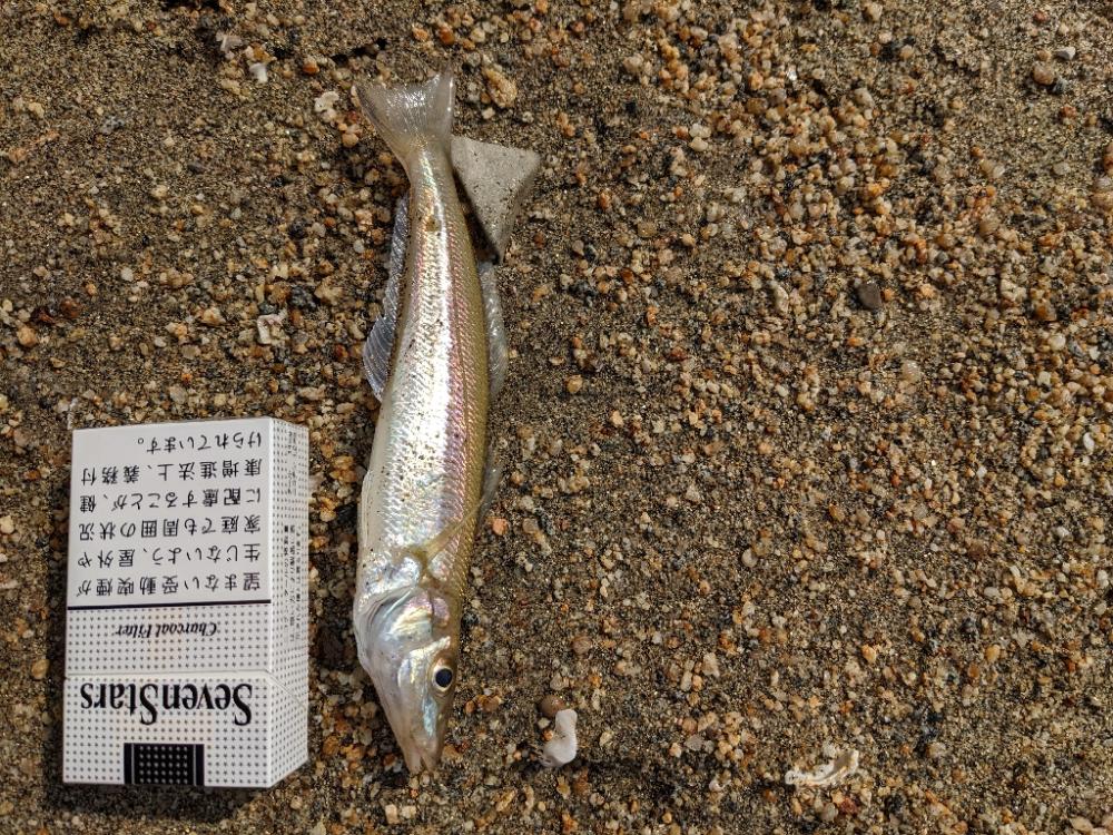 ちょい投げ釣り人