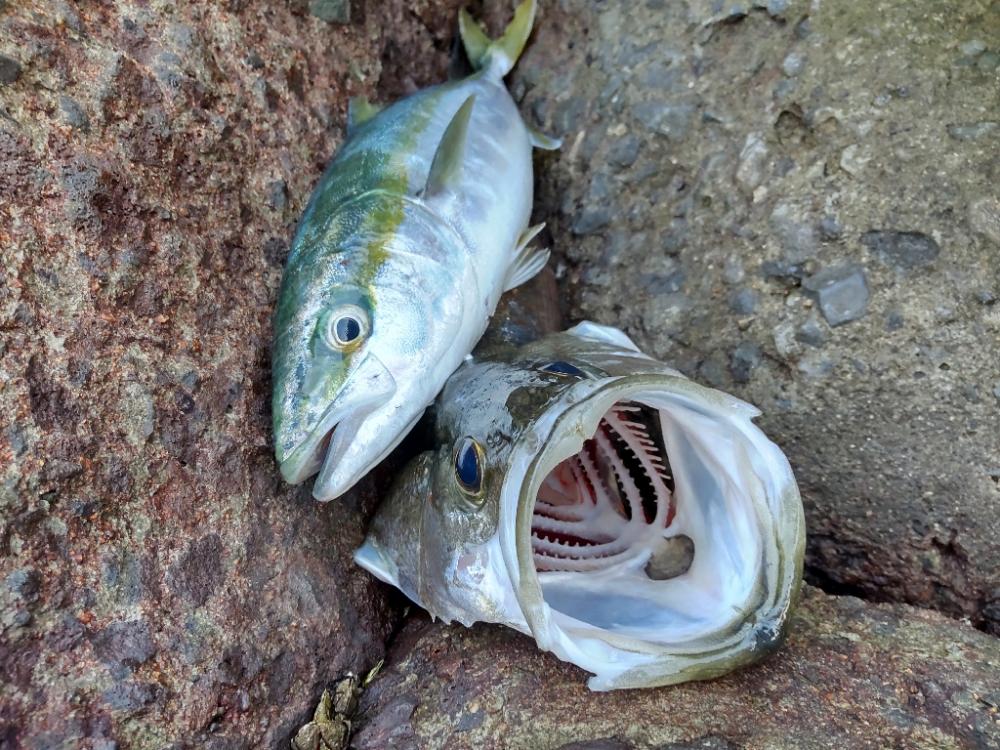 ショアプラッキング