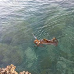 対馬エギング釣果……47