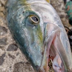 ショアプラッキング