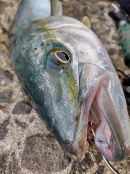 ショアプラッキング