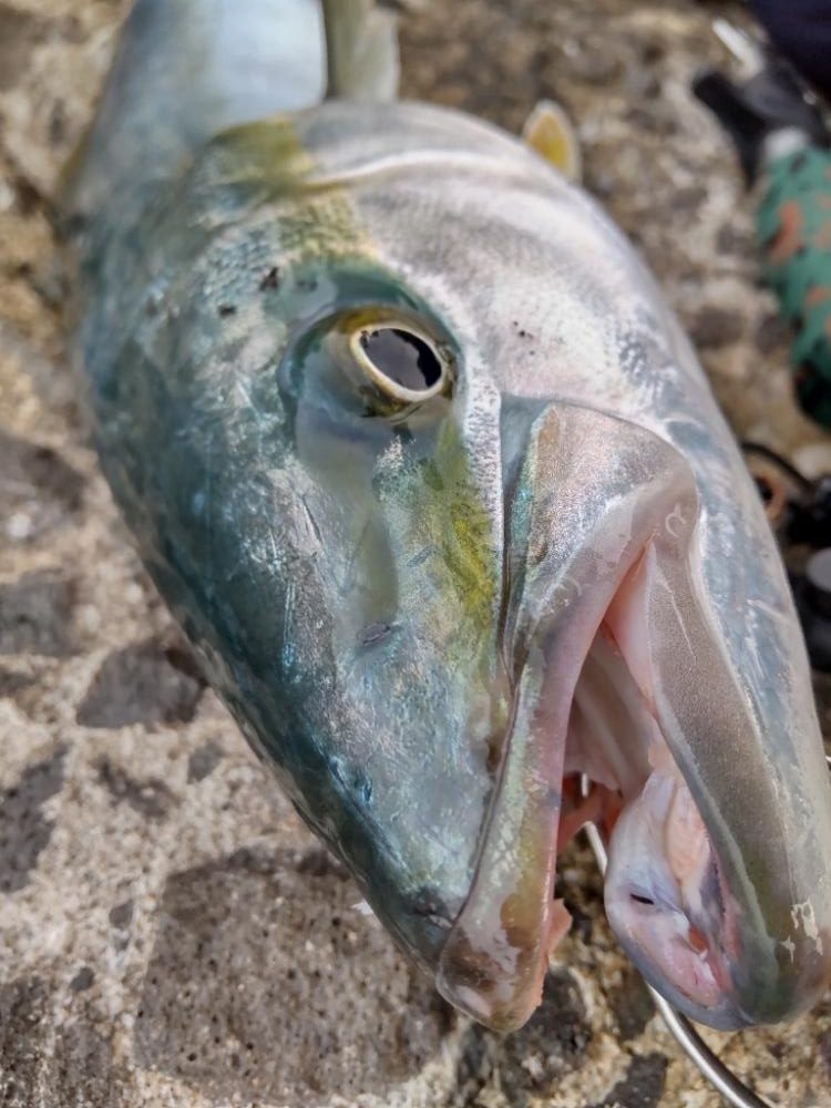 ショアプラッキング