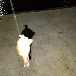 明石にアジはいない?