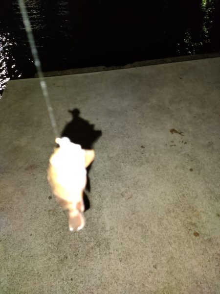 明石にアジはいない?