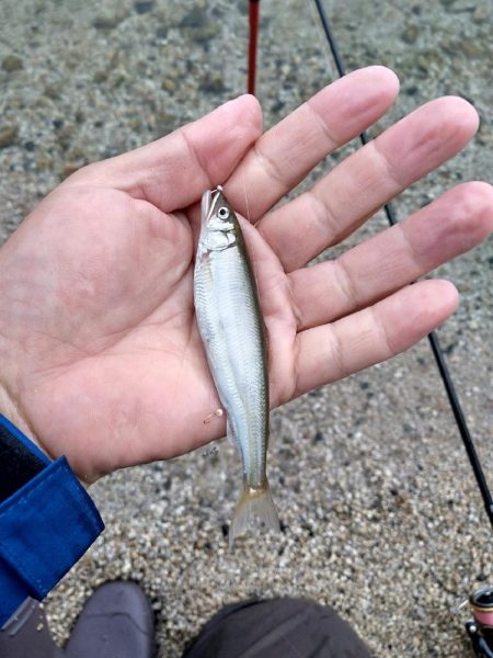 コアユ釣り