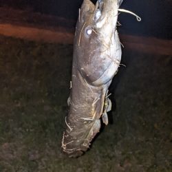 ナマズの居場所