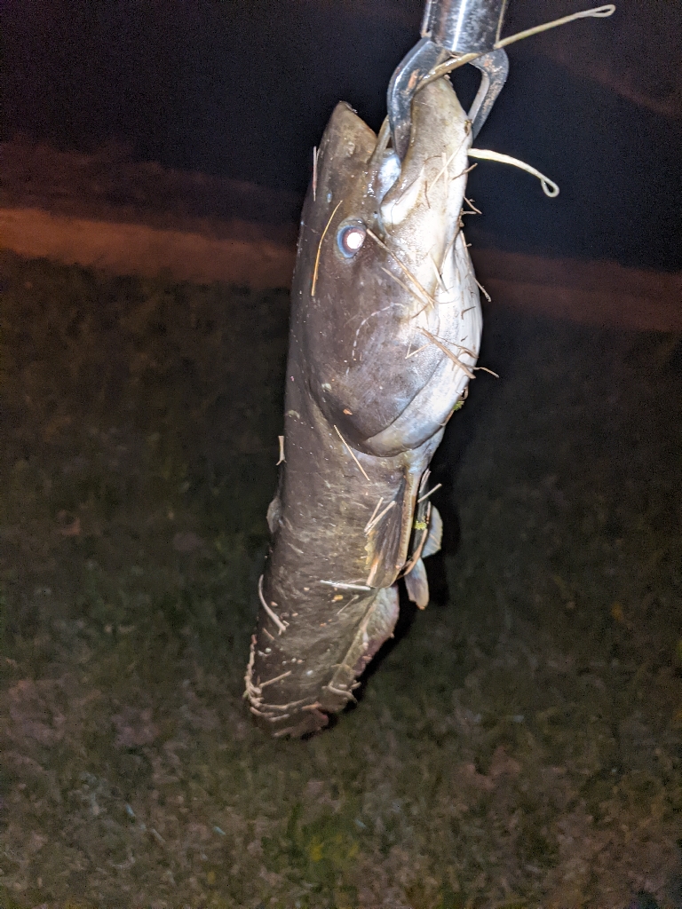 ナマズの居場所