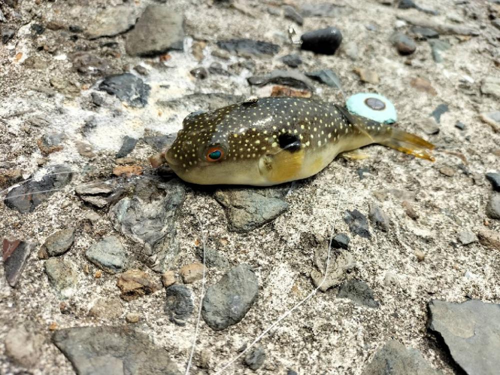 なかなか釣果が…