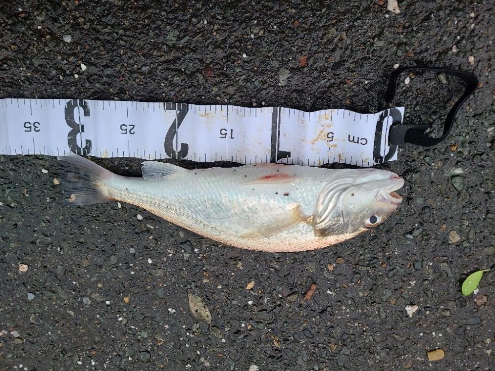 久しぶりの好釣果!