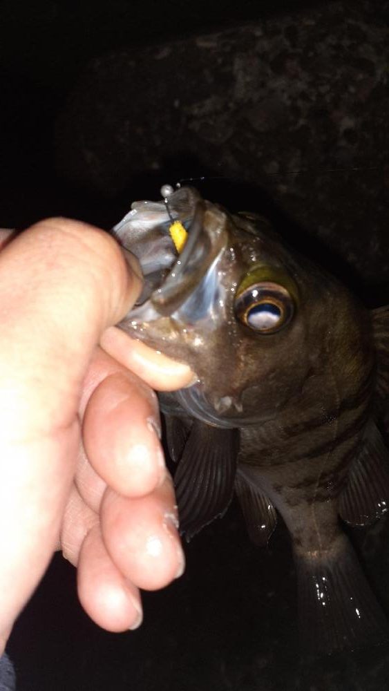 久しぶりのメバリング！