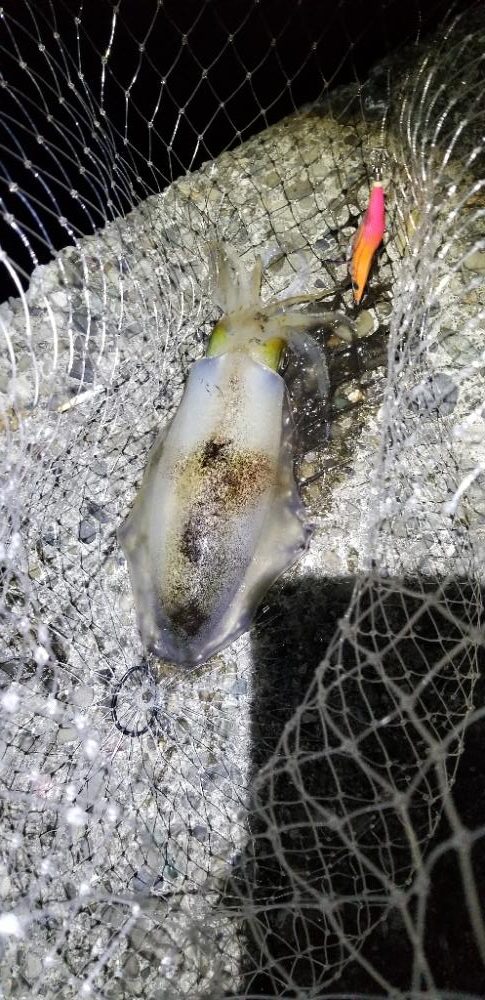 ナイトエギング