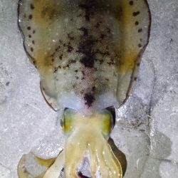 春イカはどこに？