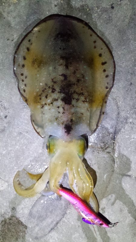 春イカはどこに？