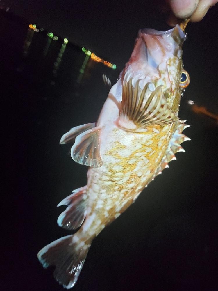 まさかの外道Σ(゚д゚;)