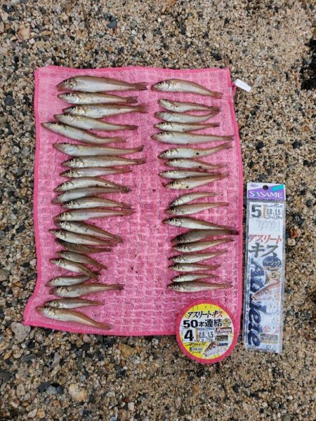 またまた敦賀へ