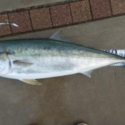 初のショアブリ