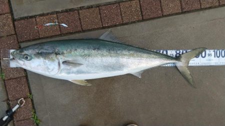 初のショアブリ