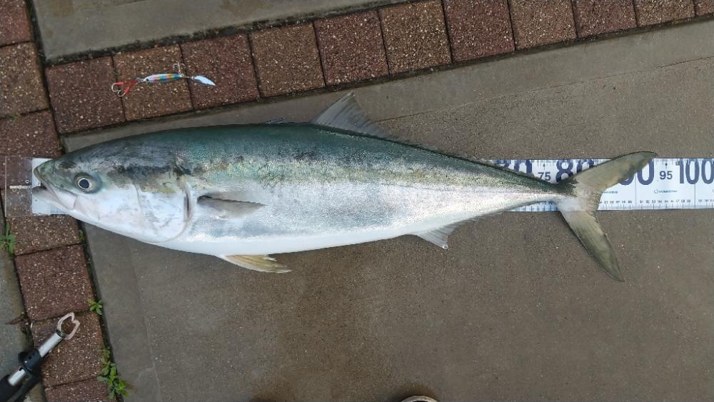 初のショアブリ