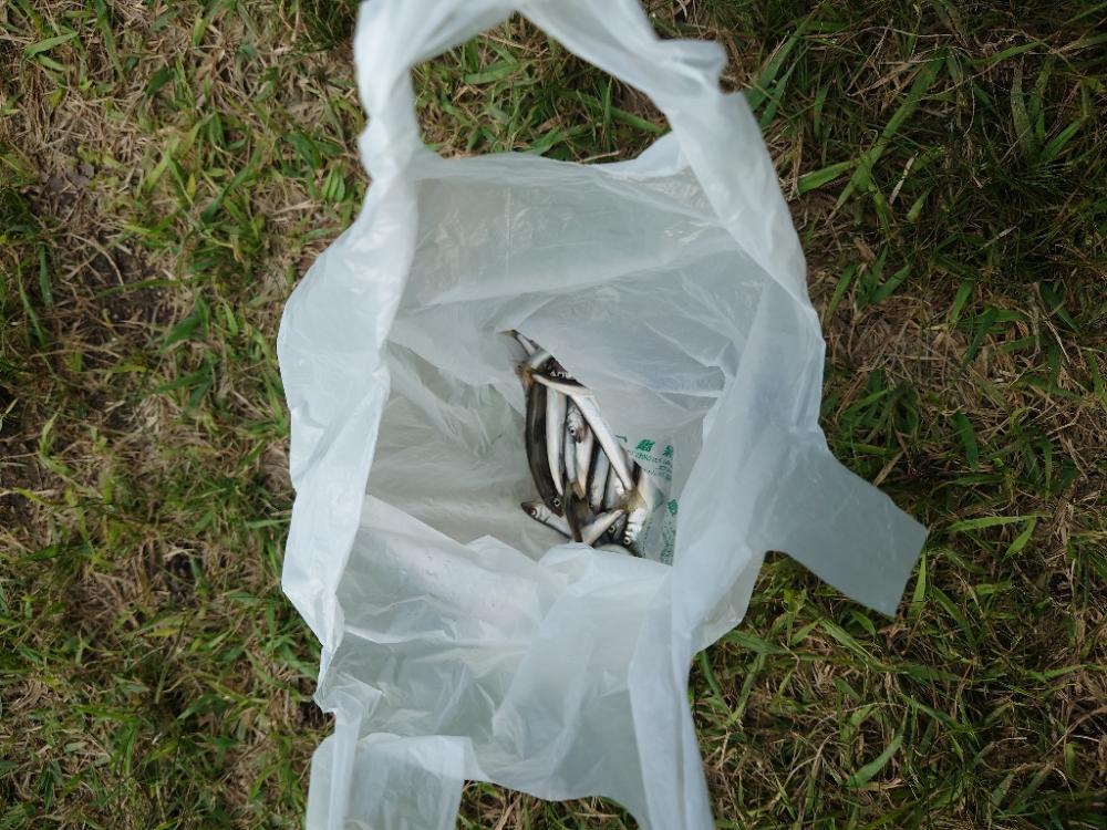 稚鮎ももう終わりか。