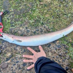 ハモってどうやって捌く？調理する？