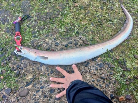 ハモってどうやって捌く？調理する？