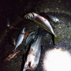 5/8釣果　アジ38センチとヒラスズキ！