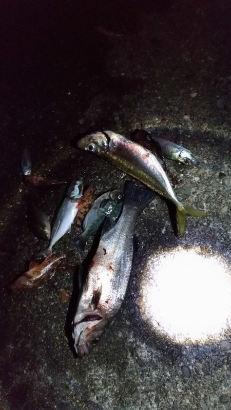 5/8釣果　アジ38センチとヒラスズキ！