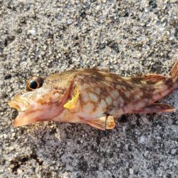 アジを探し@唐尾