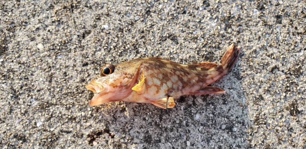 アジを探し@唐尾